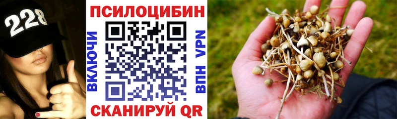 где купить наркоту  Александровск-Сахалинский  Псилоцибиновые грибы мицелий 